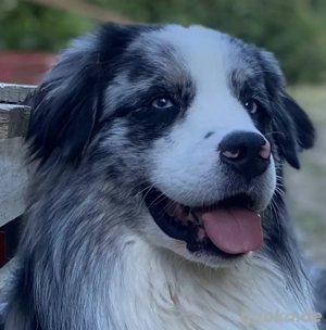 Australian Shepherd, Aussie, blue merle bi, blaue Augen, Deckrüde  Bild 4