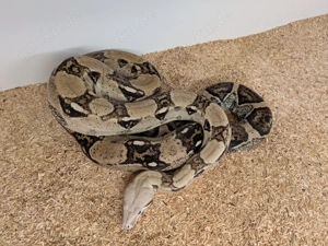Verkaufe Boa c. i. Morphe: VPI, Keywest, Anery
