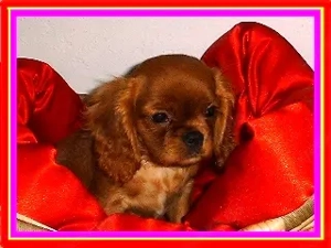 Zwei ruby farbene Cavalier - King - Charles - Spaniel Teufelinen warten auf Euch