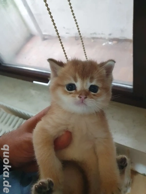 Deckkater BKH Bild 5