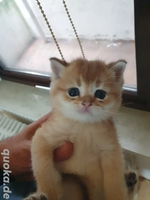 Deckkater BKH Bild 4