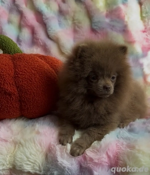 Pomeranaian zwergspitz lilac