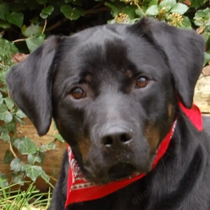 Chopper, 2 Jahre - Boxer-Labrador-Mix - Tierhilfe Franken e.V.