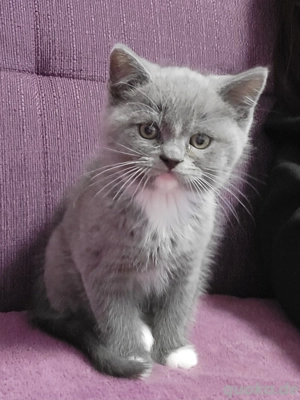 Zwei süße BKH Babykatzen suchen gemeinsam ein liebevolles Zuhause