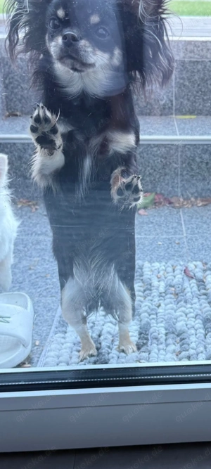 Suche Hündin langhaar