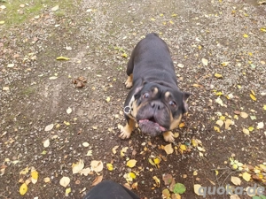 ich verkaufe meine 6 Jährige englische bulldogge 