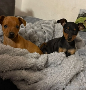 Zwergpinscher Welpen