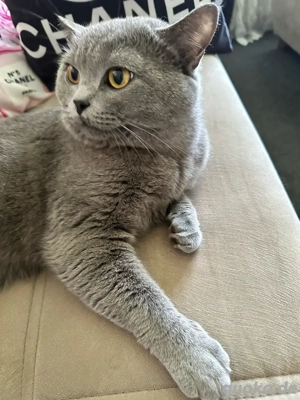 Eine Katze und Kater zum verkafem Bild 4 Eine Katze und Kater zum verkafem Bild 4