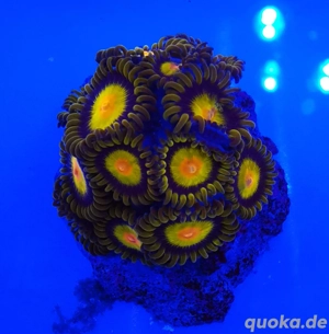 Meerwasser Zoanthus Krustenanemonen Bild 3