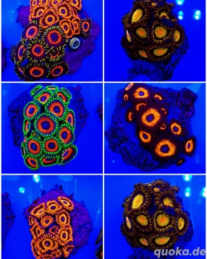 Meerwasser Zoanthus Krustenanemonen