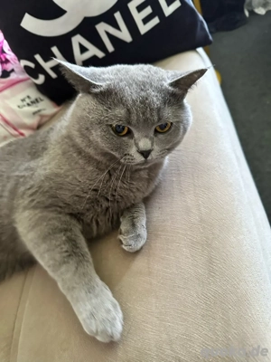 Eine Katze und Kater zum verkafem Bild 3 Eine Katze und Kater zum verkafem Bild 3