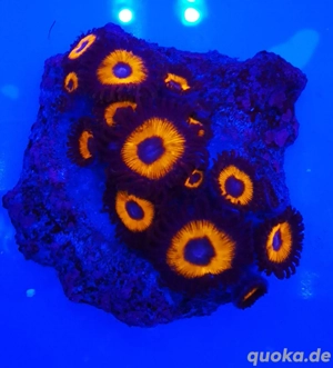 Meerwasser Zoanthus Krustenanemonen Bild 2