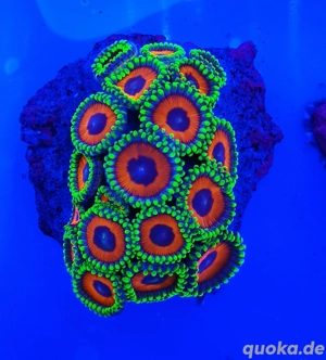 Meerwasser Zoanthus Krustenanemonen Bild 4