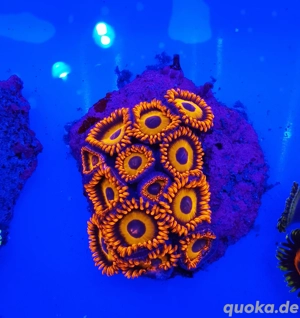 Meerwasser Zoanthus Krustenanemonen Bild 5