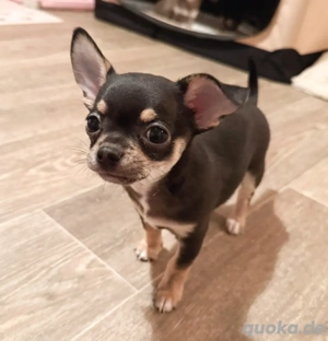 Süßer Chihuahua Rüde sucht seine Familie 