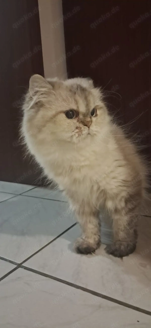 Sehr verschmuste Perserkatze sucht Dosenöffner