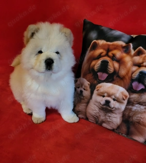 Chow-Chow Rüde in Creme zeit 1982 züchte ich Chow-Chows