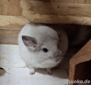 Chinchillas in vielen Farben zur Abgabe 