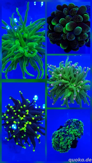 Meerwasser Euphyllia 