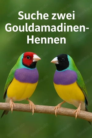 Suche Gouldamadinen Hennen und  auch Paare 
