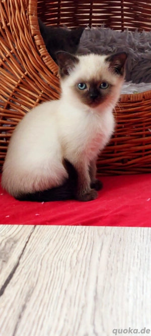 Bkh reinrassig Bkh Siam Mix 