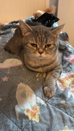 Zwei liebe Katzen suchen ein neues Zuhause   