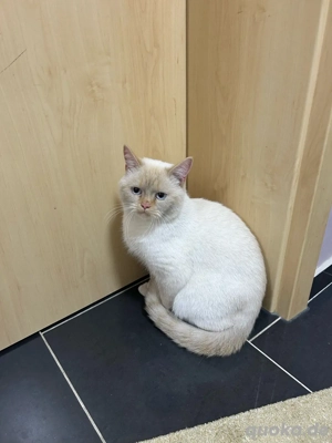 Zwei liebe Katzen suchen ein neues Zuhause   