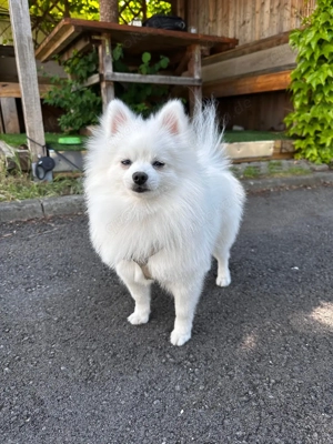 Zwergspitz sucht Weibchen zum paaren