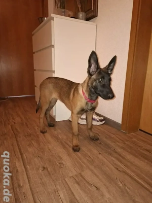 Malinois Junghündin "Lou's Erbe von Hintermberge"