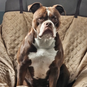 Unsere Lotti erwartet Nachwuchs