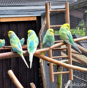 Nestjunge Wellensittiche Rainbow und Opalin 