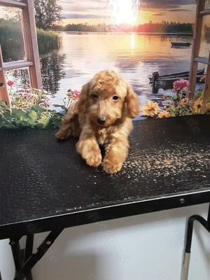 Reinrassige Zwergpudel Welpen verkaufen