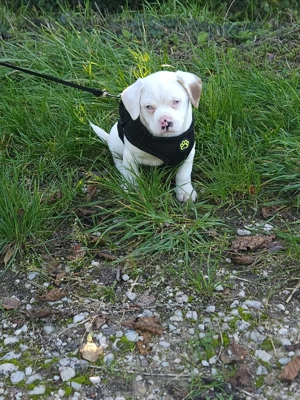 Taubes Nüsschen sucht fünf Sterne Zuhause 