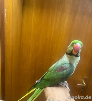 Große Alexandersittich Handzahm 