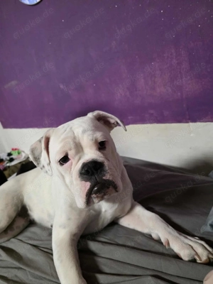 Reinrassige OEB Hündin in liebevolle hände 