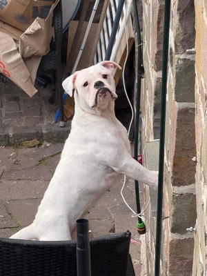 oeb hündin dringend abzugeben 