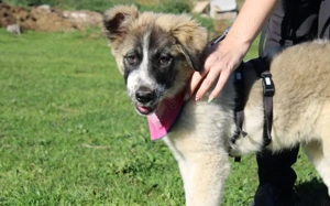 Zuhause gesucht für Zumi