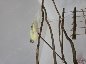 1.1 ziegensittich mit derzeit 4 Eier 