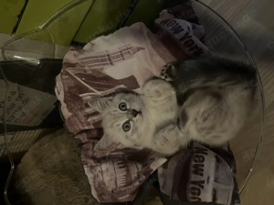 Zuckersüße BKH Kätzchen  Bild 2