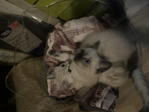 Zuckersüße BKH Kätzchen  Bild 3