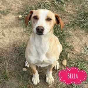 Bella, aktive und intelligente Mischlingshündin, Beagle   Jack Russel