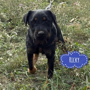 Ricky, junger Deutscher Jagdterrier