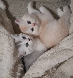 Wunderschöne Bkh kitten 