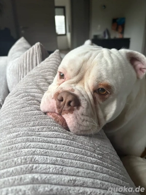 old english bulldog zu verschenken 