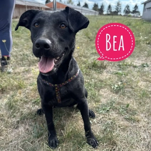 Bea, junge und verschmuste Labrador Mix Hündin