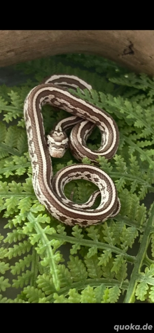 Kornnatter vom Juli 2025 