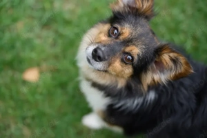 Wer schenkt Luca ein liebevolles Für-Immer-Zuhause?