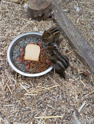 8 junge chinesische Baumstreifenhörnchen 6 Weibchen 2 Männchen  