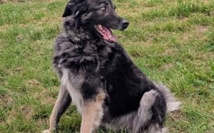 Dean sucht sein Für-Immer-Zuhause Bild 5