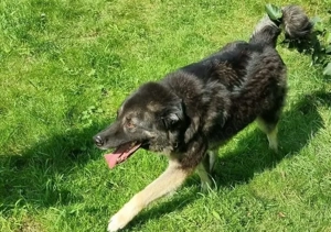 Dean sucht sein Für-Immer-Zuhause Bild 2